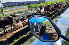 Jelang Idul Adha, DPKP...