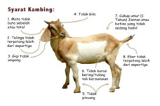 Syarat Kambing Aqiqah...