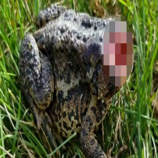 Katak Zombie tanpa Kepala...