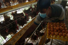 Harga Telur Ayam Ras...