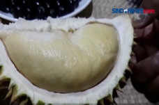 Puluhan Durian Montong...