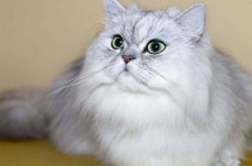 Ini Daftar Kucing Terbesar...