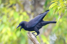 Burung Gagak dan Kisah...