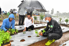 Jokowi Basah Kuyup Tanam...