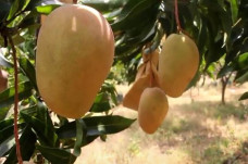 Genjot Produksi Buah,...