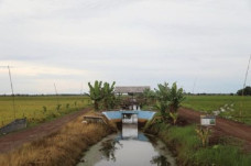 Food Estate di Kalimantan...