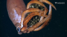 Cumi-cumi Raksasa Laut...
