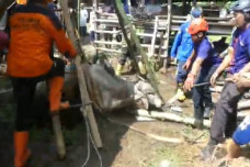 Sapi 400 Kg Nyemplung...