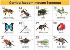 Contoh Serangga yang...