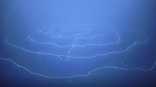 Hewan Sepanjang 45 Meter...