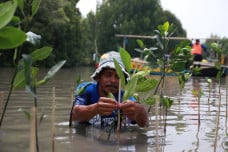 Tanam 5.000 Mangrove,...