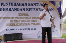 Panen Raya Padi di Telang,...