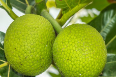 Sukun Disebut Superfood...
