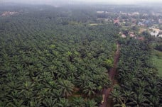 Produktivitas Kebun...