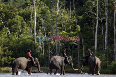 Tunggangi Gajah, CRU...