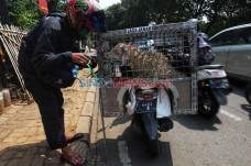 Hindari Stres, Kambing...