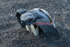 Banyuwangi Sea Turtle...