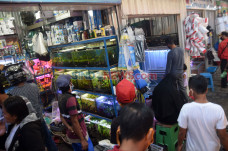 Permintaan Ikan Hias...