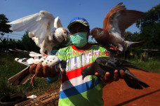 Melatih Merpati di Tengah...