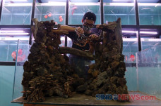 Bisnis Aquascape Meningkat...