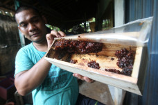 Penjualan Madu Klanceng...