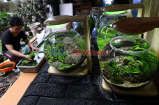 Bisnis Aquascape Mini...