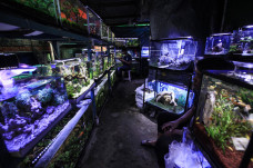 Penjual Ikan Hias Tetap...