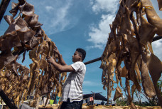 Terkendala Cuaca, Produksi...