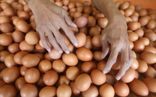 Harga Telur Diprediksi...