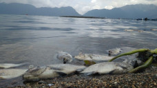 Ribuan Ikan di Danau...