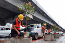 Penghijauan di Jalur...