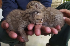 Dua Anak Kucing Hutan...