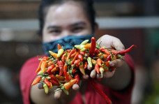 Harga Cabai di Pasar...