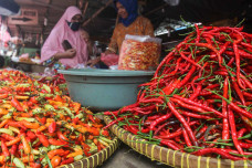 Petani Gagal Panen,...