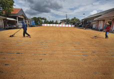Harga Gabah Menurun...