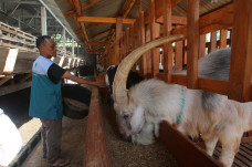 Warga Kendal Kembangkan...