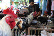 Harga Ayam Kampung Tembus...