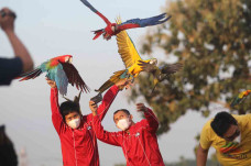 Penggemar Burung Free...