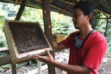 Melihat Budidaya Lebah...