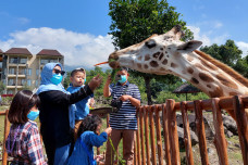 World Giraffe Day, Jerapah...