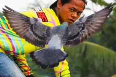 Potret Penghobi Merpati...