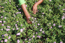Kebun Bibit Casamora...