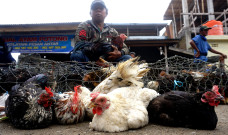 Harga Ayam Kampung Tembus...