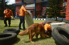 Pelatihan Anjing SAR...