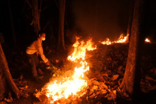 Kebakaran Hutan Perhutani...