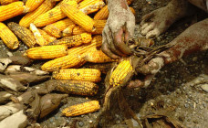 Ratusan Tanaman Jagung...