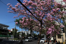 Cantiknya Bunga Tabebuya...