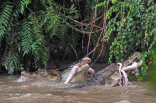 Penangkaran Buaya Terbengkalai...
