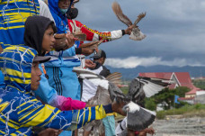 Kontes Merpati Balap...