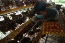 Harga Telur Ayam Naik...